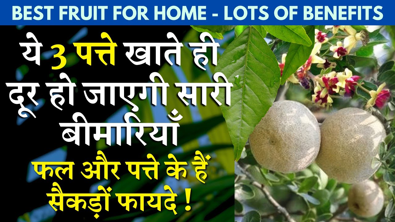 ये 3 पत्ते खाते ही दूर हो जाएगी सारी बीमारियाँ || फल और पत्ते के हैं ...