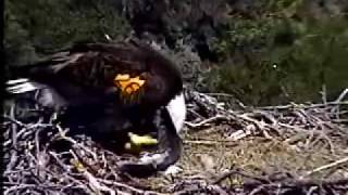 Channel Islands National Park - Bald Eagles Web Cam
