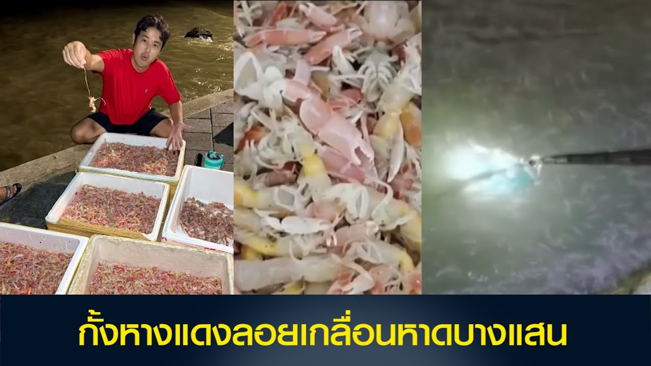 กั้งหางแดงลอยเกลื่อนหาดบางแสน