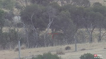 Foxcalls.com 2 more down