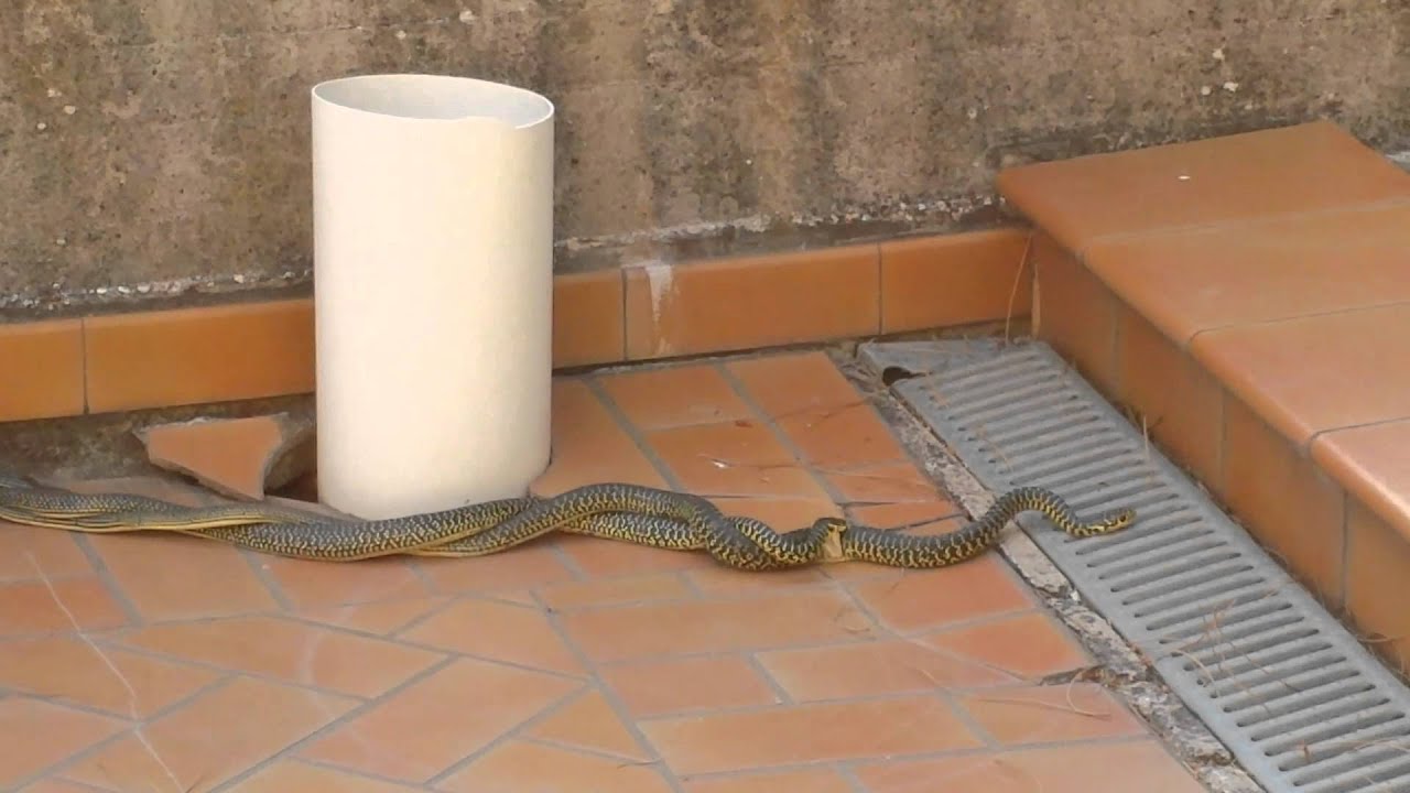 Sesso tra serpenti..... YouTube