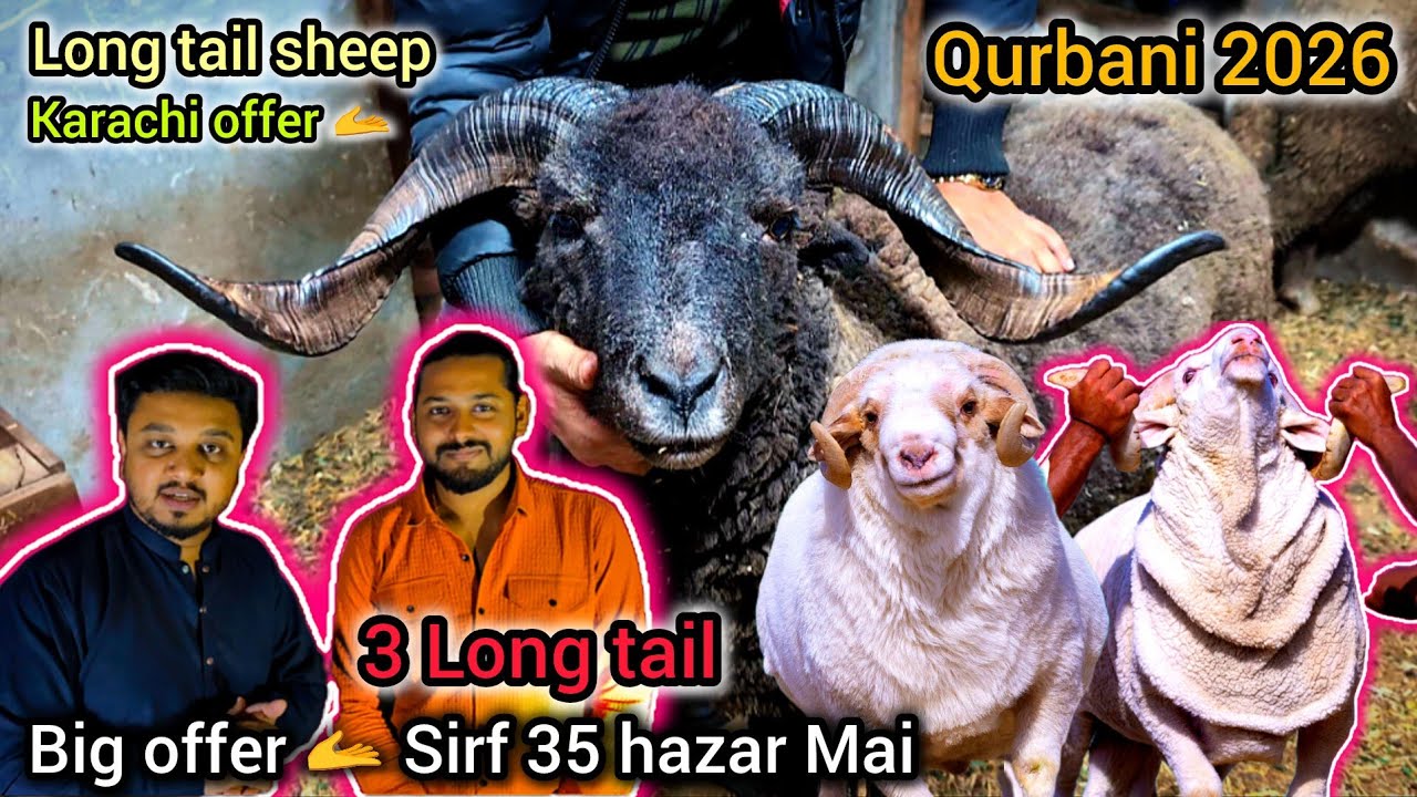 Bigg offer 🫴 35 hazar k 3 | Long tail sheep cheapest price in Karachi | Qurbani 2026 