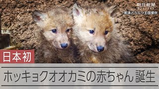 幻の〟ホッキョクオオカミの赤ちゃんが誕生 - YouTube