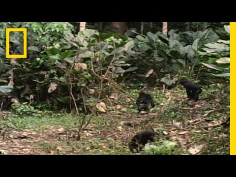 Bonobo: the Female Alpha | National Geographic