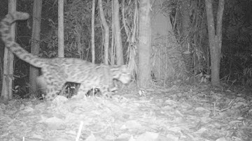 Clouded leopard caught on camera trap by the expedition