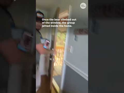 Bear sends group running after climbing out of car's window #Shorts