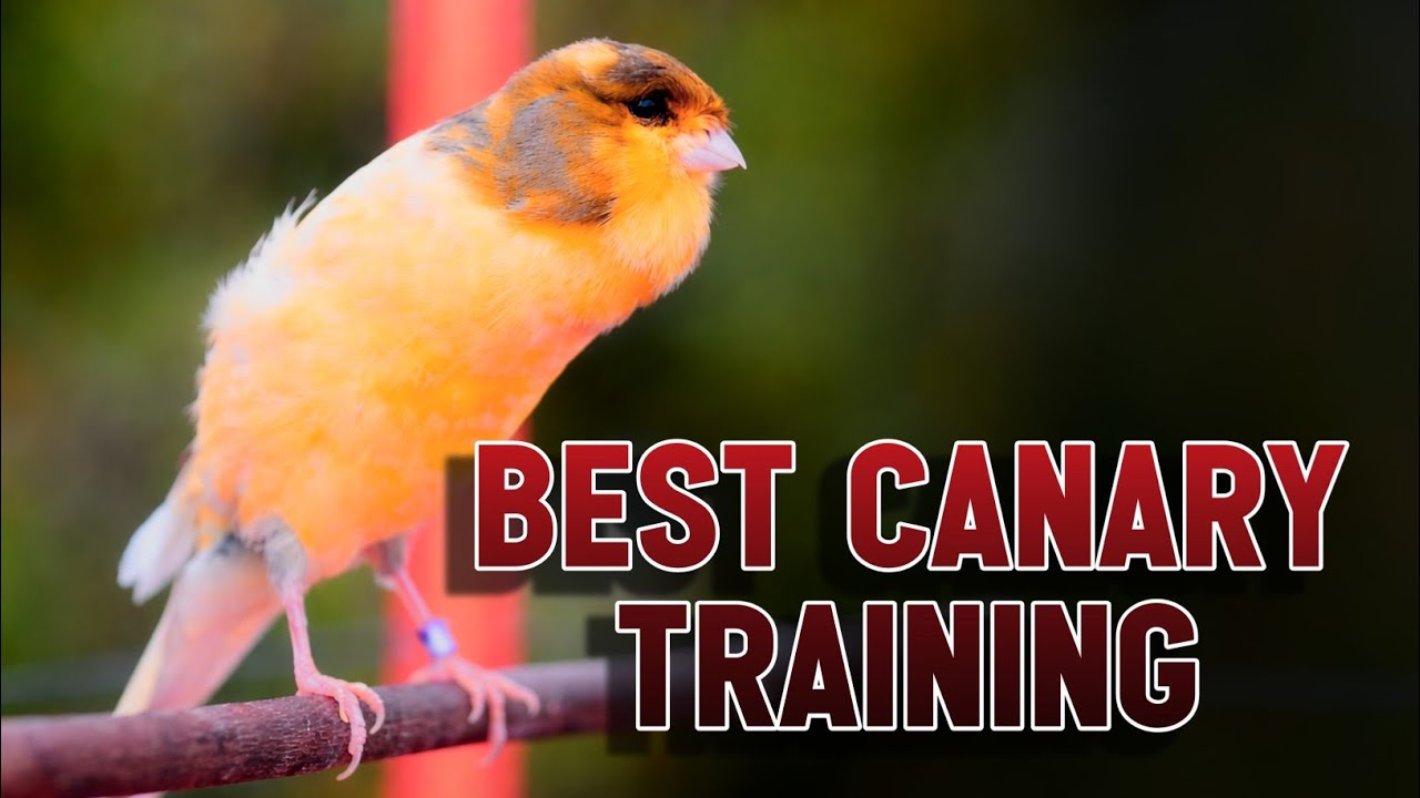 Canary Singing | American Canary Singing Makes Your Canary sing non ...