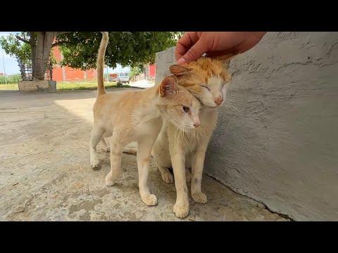 This stray cat loves to get affection by simply touching another cat.