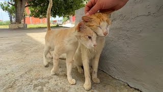 This stray cat loves to get affection by simply touching another cat.