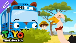 ¡Está bien si no puedes volar, Avestruz! | El autobús Safari Tayo | Aprender animales para niños