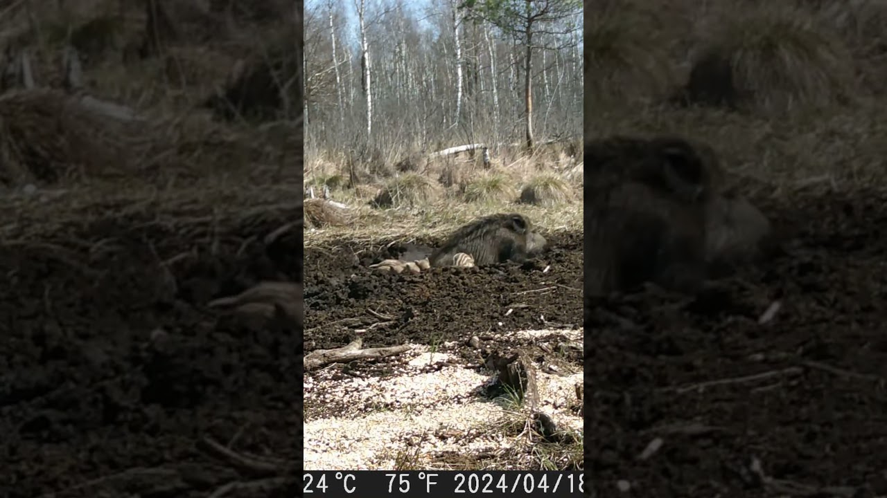 Весняна пора🐗🌳 