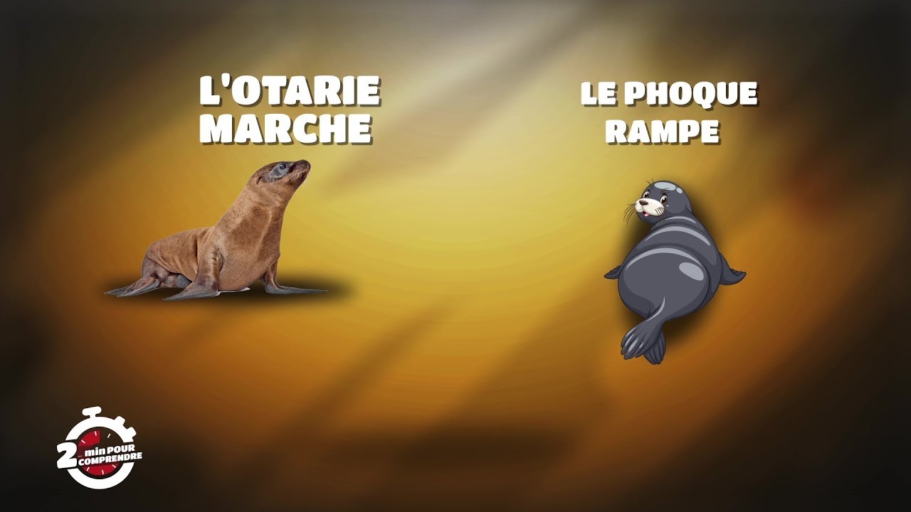 2mn Pour Comprendre L Otarie Youtube