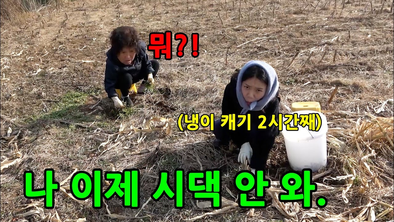 한파에 며느리 데리고 냉이 캐러 간다면?