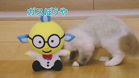تحميل 床猫