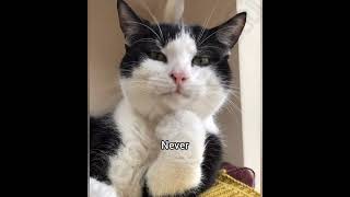 What Starts With N And Ends With R georgieebom catmemes catfunny