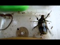 カナヘビの赤ちゃん&たまご&カナブン Japanese Grass Lizard baby&egg&KANABUN カナヘビ図鑑
