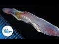 Rare 'rainbow' blanket octopuses caught on camera in the Philippines | USA TODAY