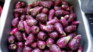 Freeze Dried Prickly Pear and Buttermilk