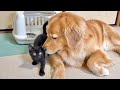 里親が見つからなかった子猫を励ます大型犬...【ゴールデンレトリバー・ボーダーコリー】