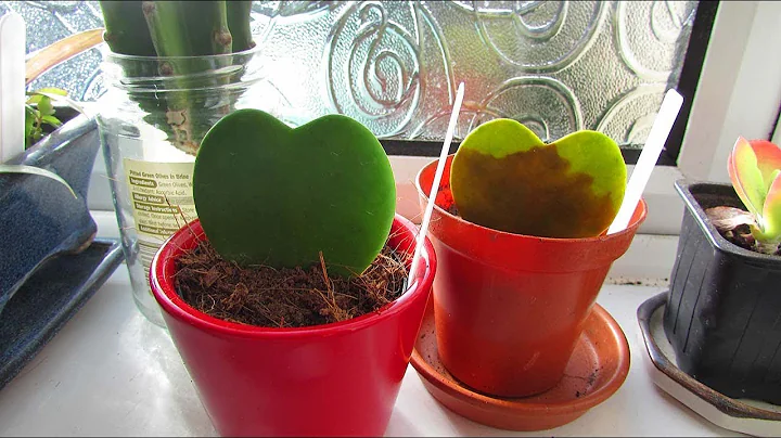 Avoid the Hoya Kerri Plant single leaf Valentines ...