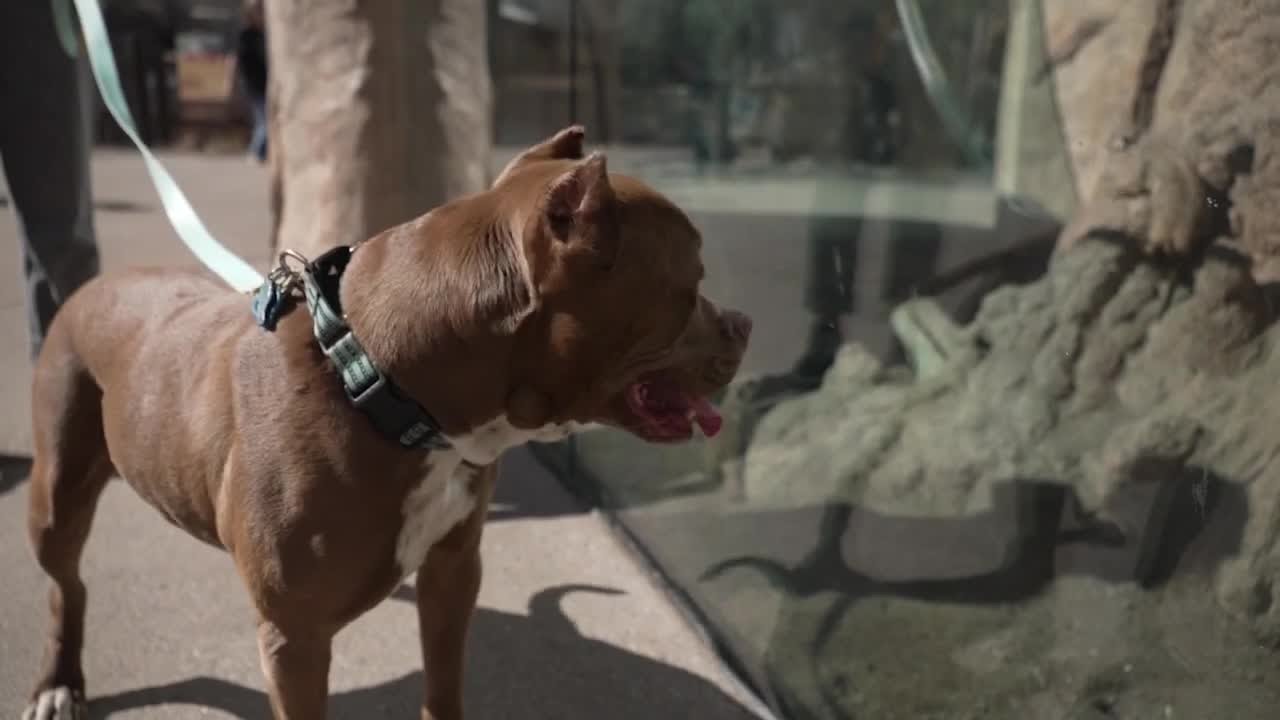 Cheyenne Mountain Zoo unleashes 'Dog Days'