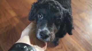 Famous Lady the F2 Cavapoo Net Worth