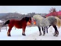 Beautiful Horse Mating Ever   Finally Female Receives the Male