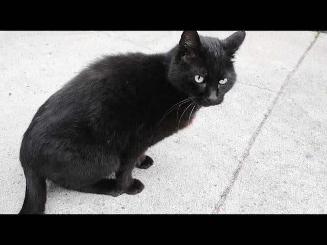 看板猫は黒猫ちゃん - YouTube