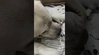 what d luck😜😄💗❣️ #labrador #laugher #funny