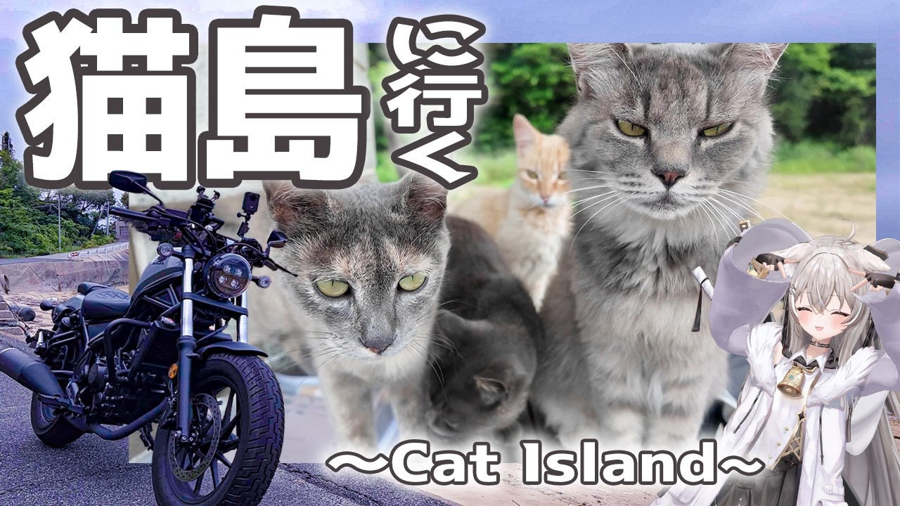 オアフ島から来た猫 The hottest cat island right now where you can feed the cats