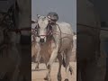 #Ongole bulls #power