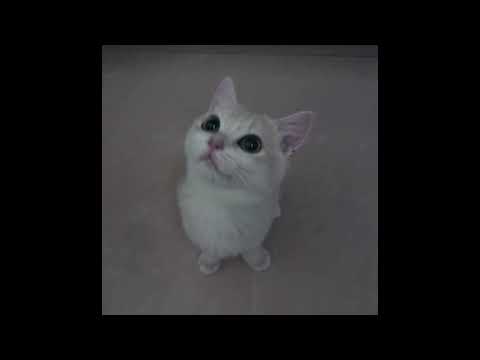 codii2y-怪…可愛的=_=