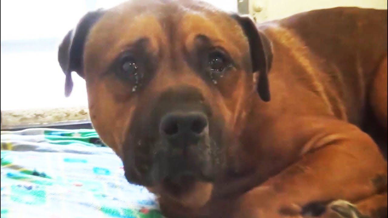 Devoted dog couldn’t stop crying at the shelter after he realized that he had been abandoned