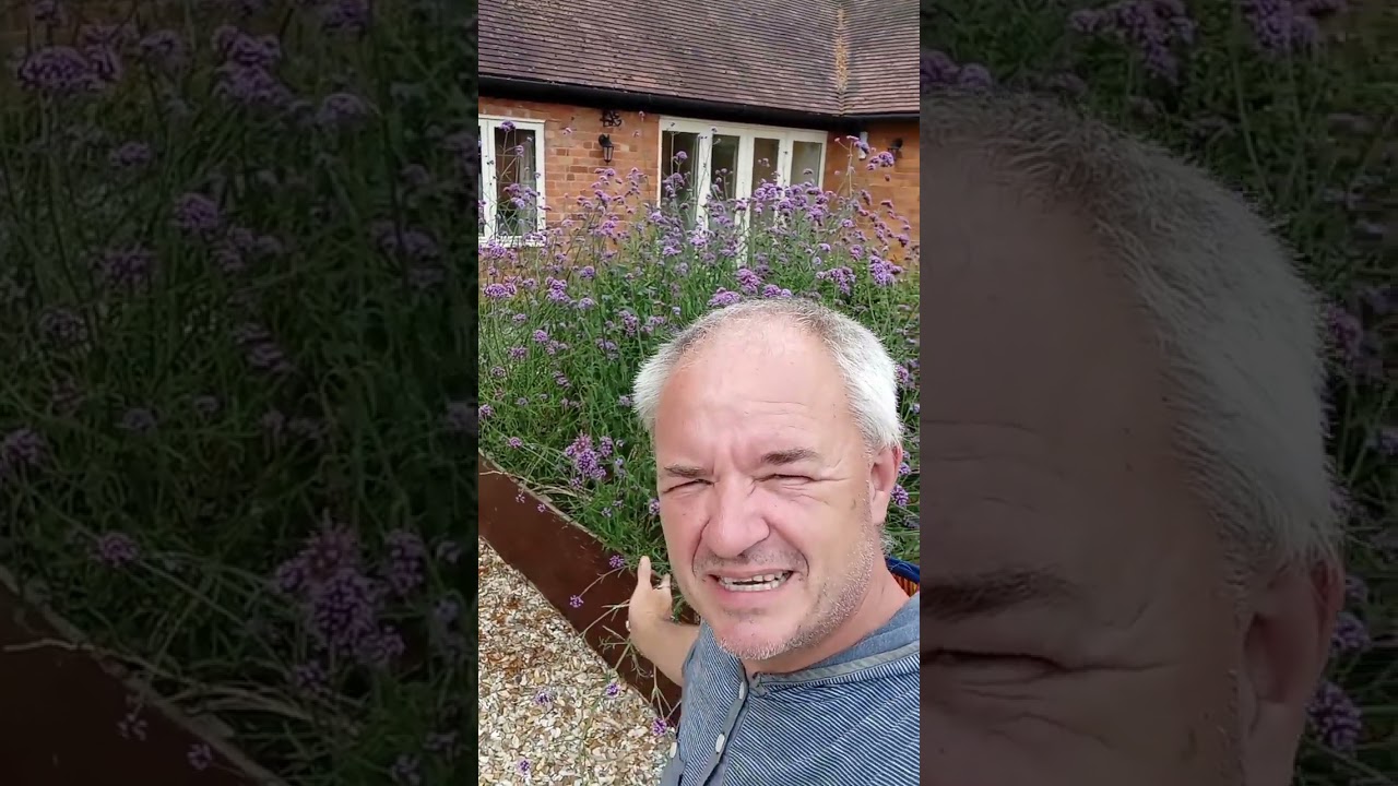 Bee Friendly Verbena Bonariensis - Perfect for Gardens