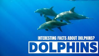 #dolphins  interesting facts about dolphins || dolphin facts video for kids