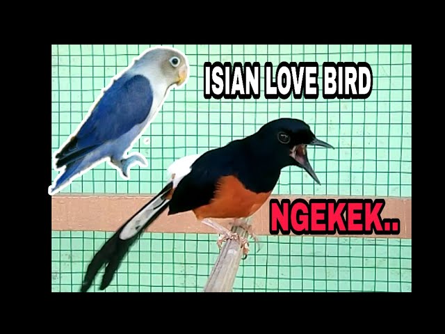 Cocok Buat MASTERAN Murai Batu ISIAN LOVE BIRD ngekek Panjang. class=