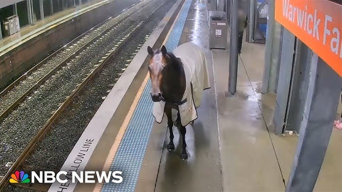 Racehorse Finds Itself On The Wrong Kind Of Track In Sydney