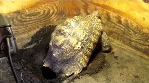 Pardalis Pardalis Leopard Tortoise digging indoor nest