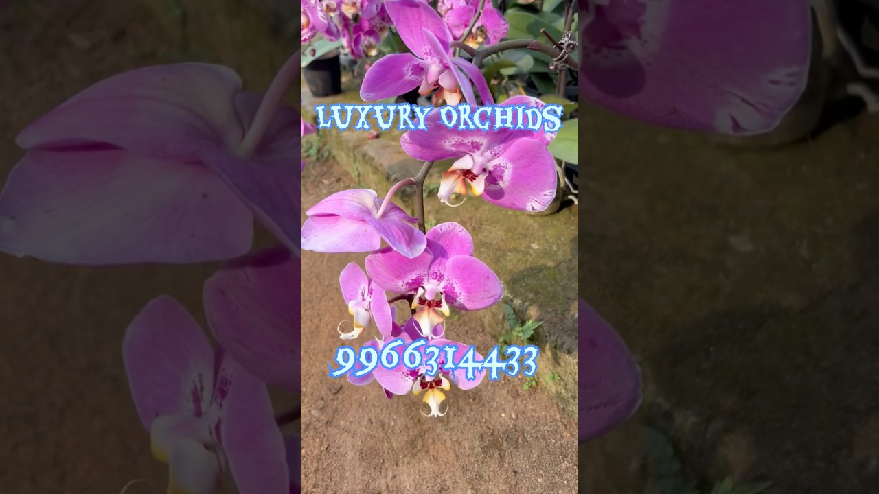 Orchid Plants 🌸 | Most Beautiful Indoor Flower Plant