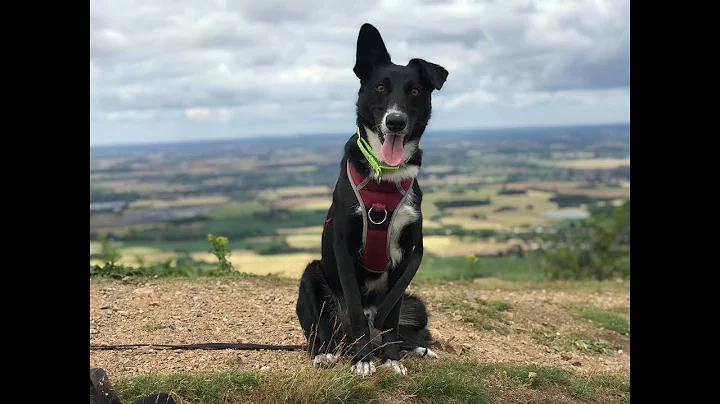 Rufus - Spanish Rescue Dog - 3 Weeks Residential D...