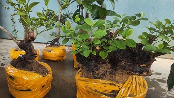 Sáng 11.12 Zalo 0359540980 gl cây cảnh các loại giá rẻ bao síp toàn quốc 