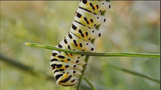 7 minutes best relax music(1080p hd ...