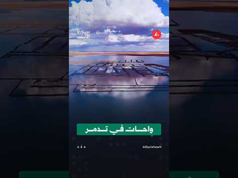 واحات في تدمر إثر الأمطار