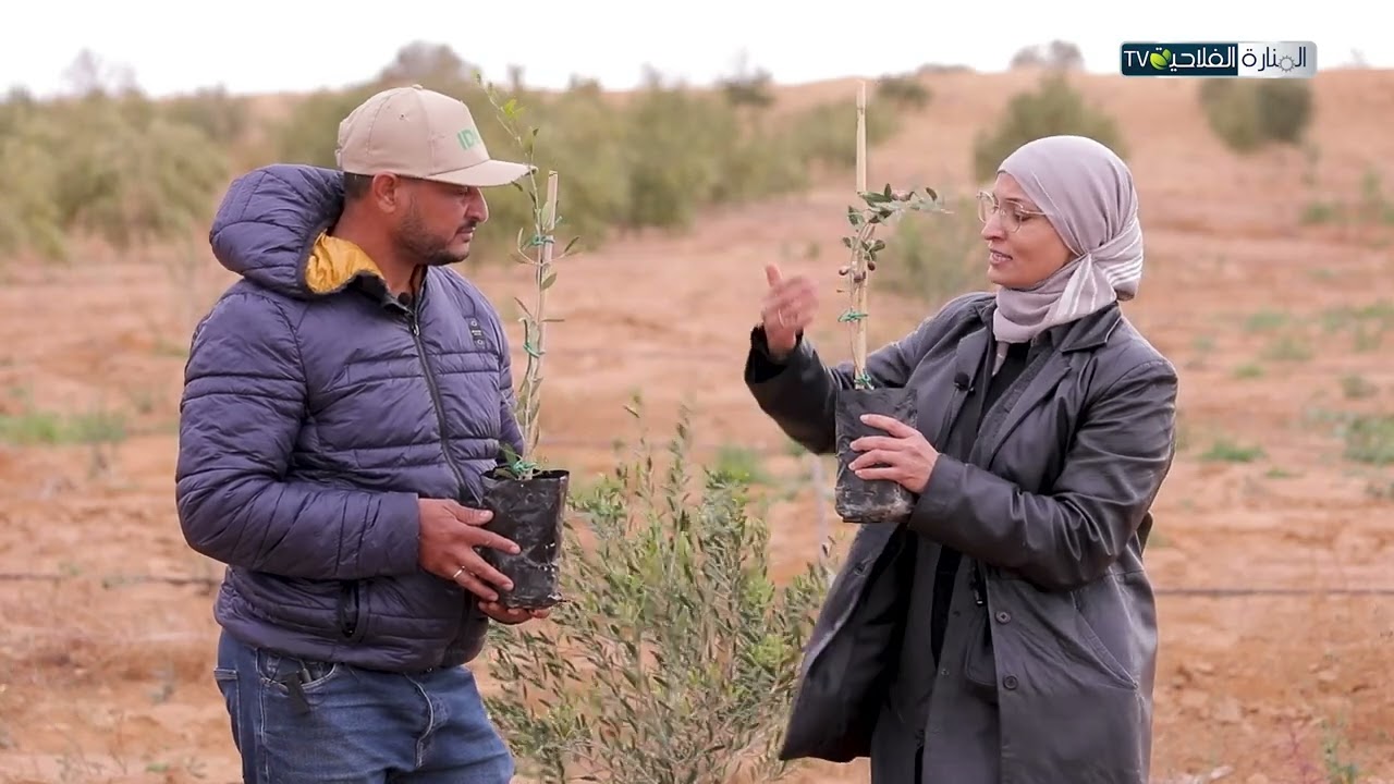 كيفاش نختاروا شتلات الزيتون المناسبة ؟