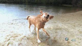 Time Warp - Dog Shaking