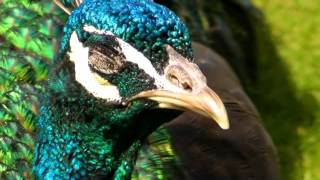 Nari Varuthu Tamil Song -Animals In Wild