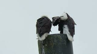 02/17/24 Riverbend Bald Eagles Kent Wa 7458-160