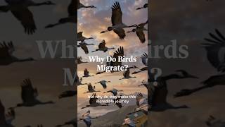 WHY DO BIRDS MIGRATE? The Incredible Journey Across Continents #birds #migration #documentary