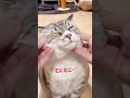 猫のほっぺたをムニムニした Cheek cat