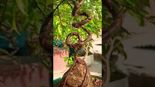 #bonsaitree